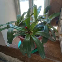 گل ذرتی و موسی درگهواره