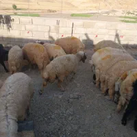 ۲۰ تا بره نر پروار  قیمت ۶۳۰  فقط برا قصابی