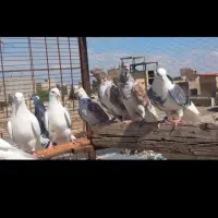 کبوتر معاوضه با سگ۰