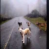 سگ.|حیوانات|احمدسرگوراب, |دیوار