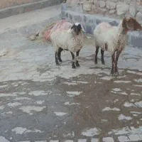 میش فروشی