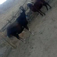 میش ابستن داشتی|حیوانات مزرعه|سیلاخور, |دیوار