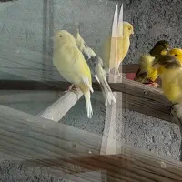 فنچ و قناری