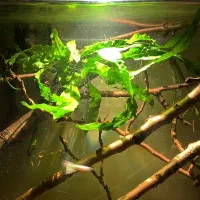 تعدادی و ماهی و گیاه آکواریومی|ماهی|خرم‌آباد, |دیوار