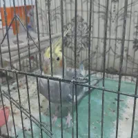 عروس هلندی مولد|پرنده|دورود, |دیوار