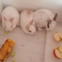 بچه خرگوش