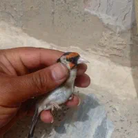 5عدد سره واریسی