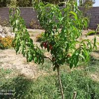 فروش باغ در کلجاه اسکو