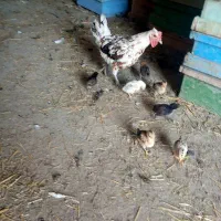 نیمچه مرغ وخروس گلین وجوجه گلین|حیوانات مزرعه|اردبیل, |دیوار
