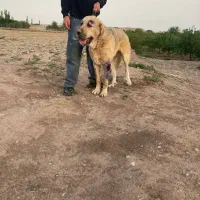 سگ پژدر|سگ|تسوج, |دیوار