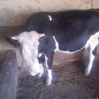 گاو سمینتال|حیوانات مزرعه|بیله سوار, |دیوار