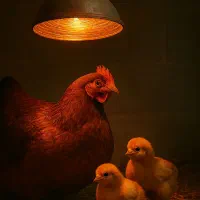 لامپ مادون قرمز 100وات و 250وات تحت لیسانس اسرام