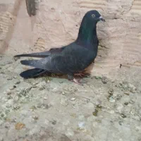 نردمگیر قلاق..|پرنده|اصفهان, سروستان|دیوار