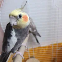 عروس هلندی|پرنده|شاهین‌شهر, گزبرخوار|دیوار