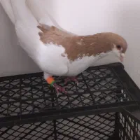 ساده برا جفتگاه