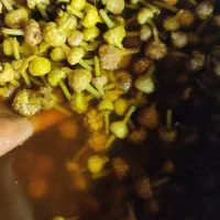 پخش زیتون رودبار و طارم|عمده‌فروشی|رودبار, |دیوار