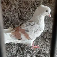 پشتی کفتر|پرنده|اردکان, |دیوار