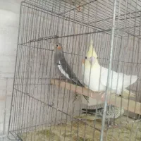 عروس هلندی بالغ وجوجه