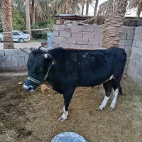 جلب امریکایی|حیوانات مزرعه|گنبکی, |دیوار