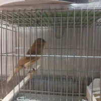 قناری ماده.