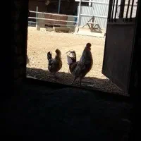 فروش مرغ تخمگذار|حیوانات مزرعه|ازنا, |دیوار