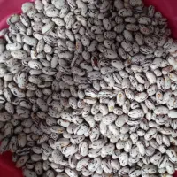 فروش لوبیا چیتی درشت محلی