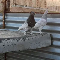 ماده کله جوون