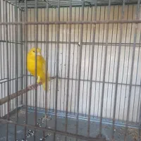 قناری نر طلایی ماده سره صاف کشیده ماده قناری صاف|پرنده|کهریزک, |دیوار