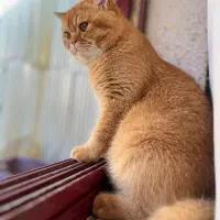 اماده جفت گیری|گربه|رشت, سعدی (تختی)|دیوار