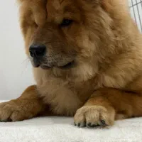 چاو چاو وارداتی