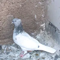 کبوتر