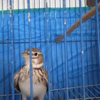 سهره نر بخون دوعدد جوجه پارساله