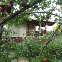 ویلا باغ دربست دنج و آرام|اجارهٔ کوتاه‌مدت ویلا و باغ|نشتارود, |دیوار