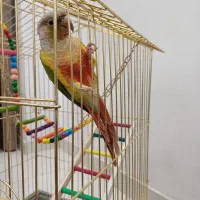 طوطی گرینچک