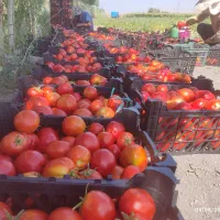 گوجه‌فرنگی  مخصوص رب و تازه خوری