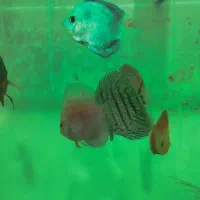 ماهی دیسکس|ماهی|قوچان, |دیوار