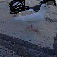 کفتر