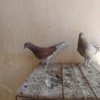 جوجه شامی و گرفتنی