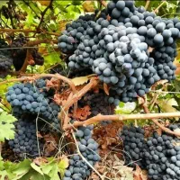 نهال انگور سیاه دیمی سردشت|خدمات باغبانی و درختکاری|سنندج, |دیوار