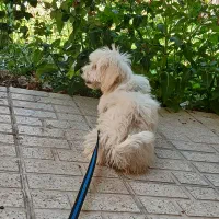 گمشده|سگ|گلبهار, شهر جدید گلبهار|دیوار