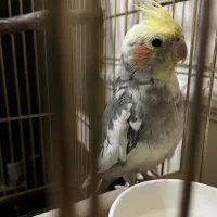 عروس هلندی نر دستی|پرنده|اصفهان, جلالیه|دیوار