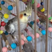 عروس هلندی|پرنده|بیجار, |دیوار