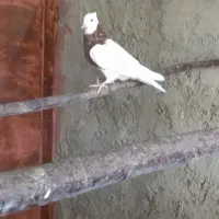 کبوتر وفنج