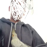 عروس هلندی|پرنده|ری, ظهیرآباد|دیوار