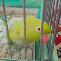 طوطی ملنگو سخنگو