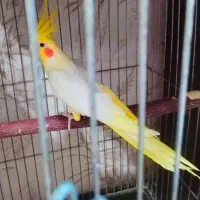 فروش انواع عروس هلندی عمده و تکی