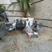 کبوتر  پلاکی