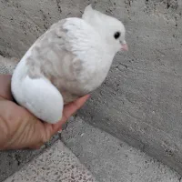 طوقی|پرنده|بهبهان, |دیوار