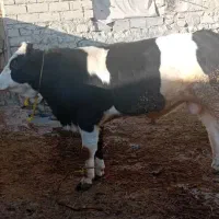 گاو|حیوانات مزرعه|میانه, |دیوار