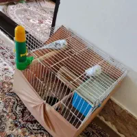 فروش یک جفت مرغ عشق